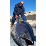 A person sits on a boat, gripping the fin of a large, glistening bluefin tuna, under a clear blue sky.