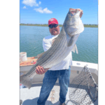 A person holding a large striped bass, with a scenic water background and a boat equipped for fishing. Bright blue sky above.